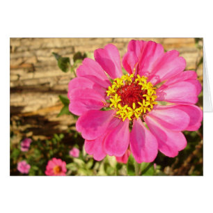 Helle Zinnia (horizontale Karte)