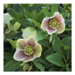 Hellebore, 12" fotodruck