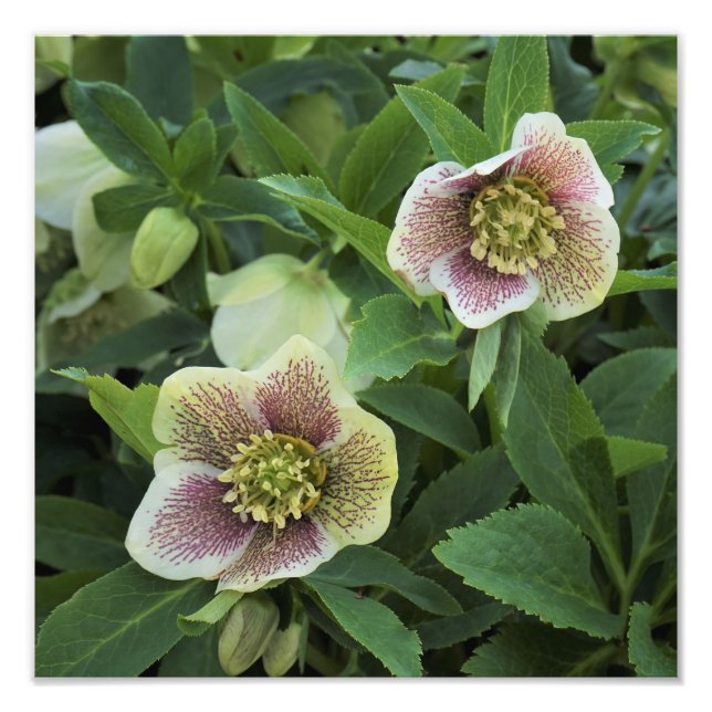 Hellebore, 12" fotodruck (Vorne)