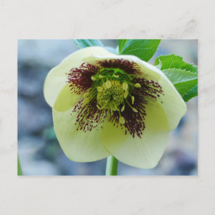 Hellebore Blume Postkarte
