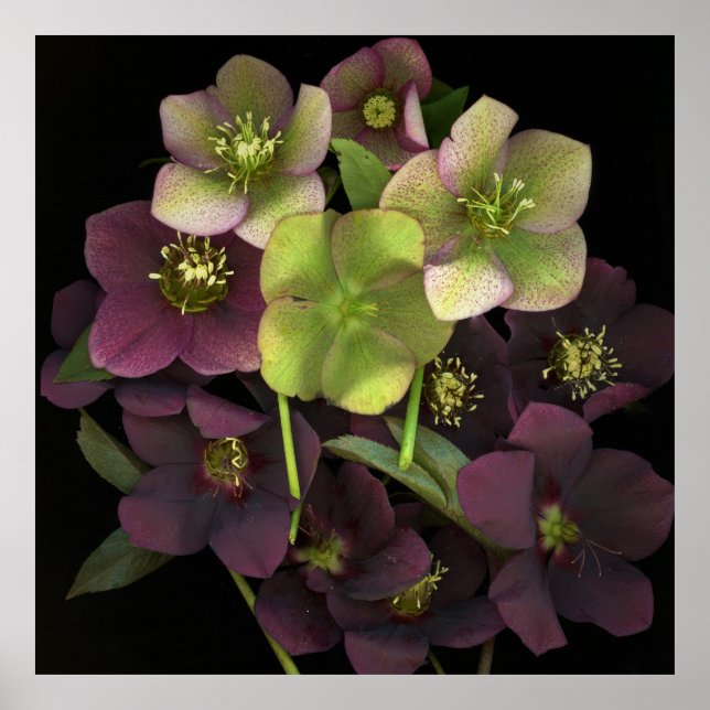 Hellebore Botanisches Kunstdruckplakat Poster (Vorne)