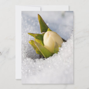 Hellebore, die durch den Schnee wachsen, Einladung