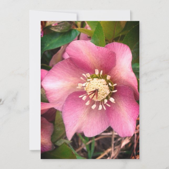 Hellebore Spring Blume Blank Card (Vorderseite)