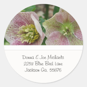 Hellebores-Blumen-Adressen-Aufkleber Runder Aufkleber