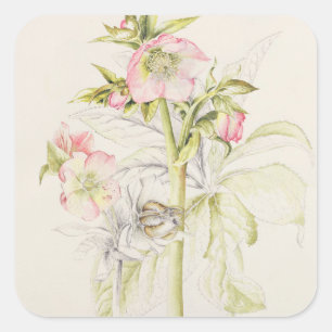 Hellebores Quadratischer Aufkleber