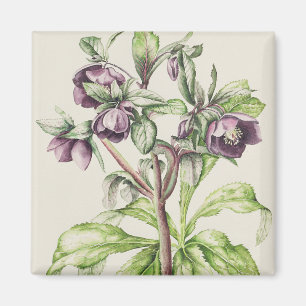 Helleborus Orientalis von Helen Ballard Magnet
