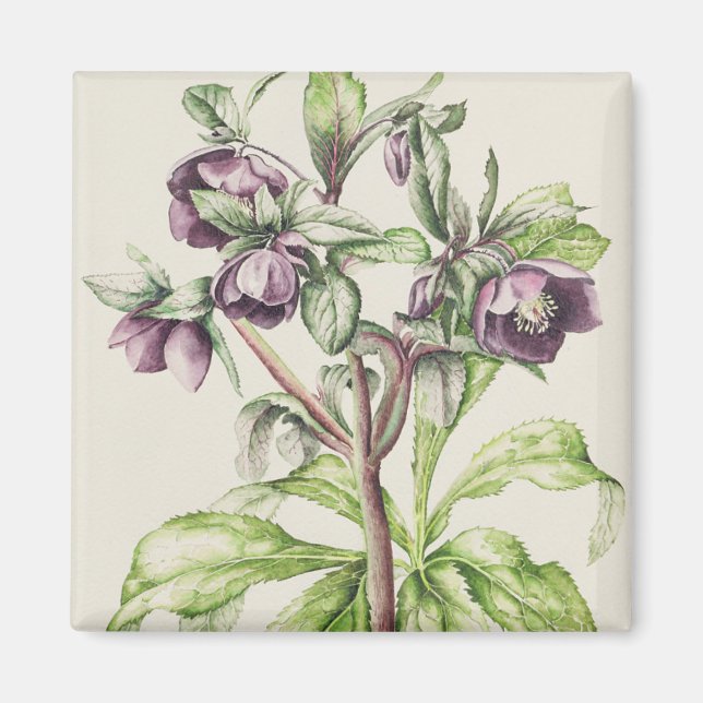 Helleborus Orientalis von Helen Ballard Magnet (Vorne)