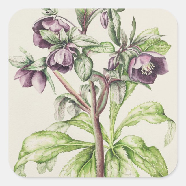 Helleborus Orientalis von Helen Ballard Quadratischer Aufkleber (Vorderseite)