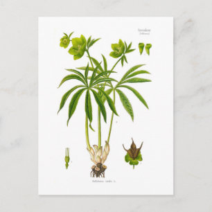 Helleborus viridis postkarte