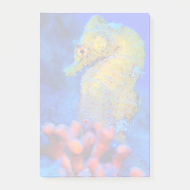 Heller Hippokamp des Seepferd-| Post-it Klebezettel (Vorderseite)