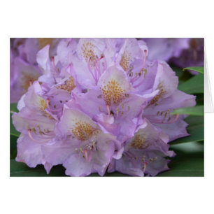 Heller Pflaumen-Rhododendron im Frühjahr
