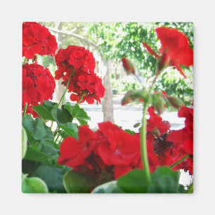 Heller roter Pelargonie-Garten-Geschenk-Magnet Magnet