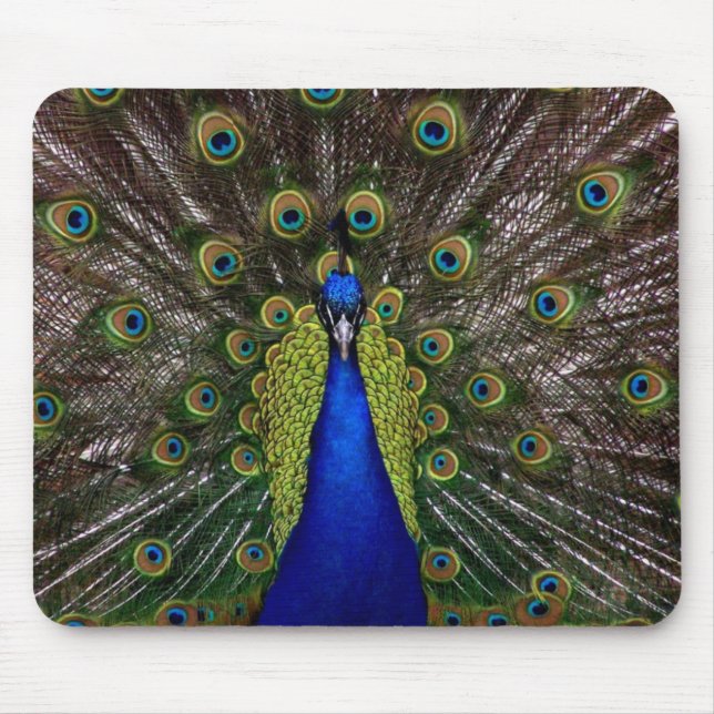 Helles königliches Pfauvogelfeder-Tier-Foto Mousepad (Vorne)