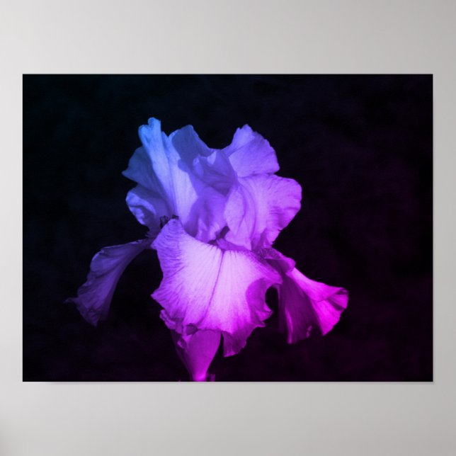 Helles Lila Iris auf dem dunklen Background Foto Poster (Vorne)