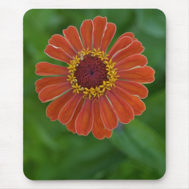 Helles orange Zinnia-Blumen-Blüte mousepad (Vorne)