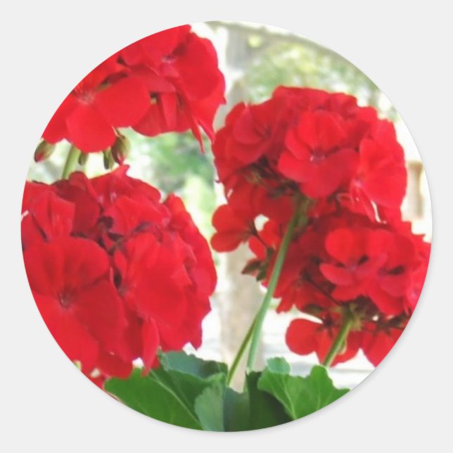 Helles Red Geraniums Stickers Great Garden Geschen (Vorderseite)
