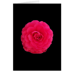 Helles Rosa Kamelie