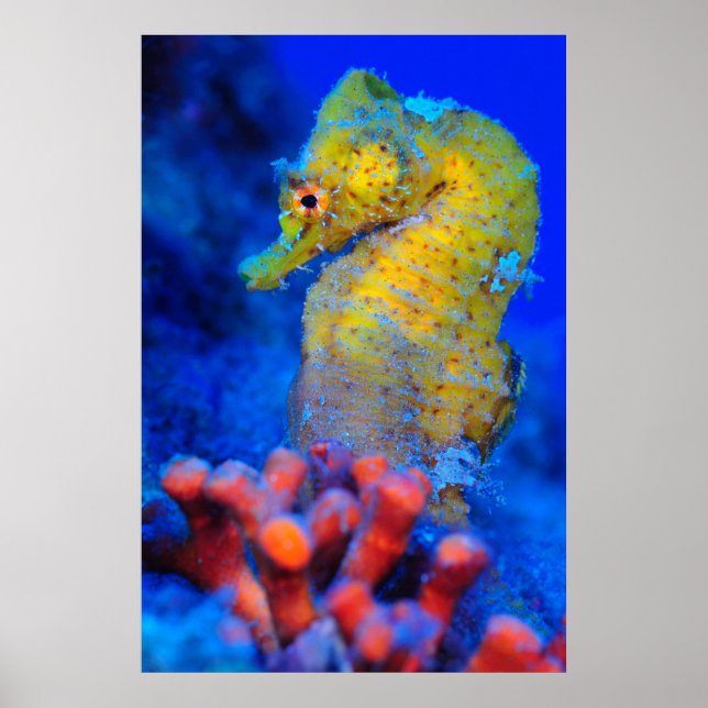 Helles Seepferd | Hippocampus Poster (Vorne)