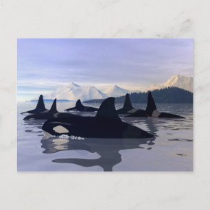 Helles Wasser Orca Postkarte