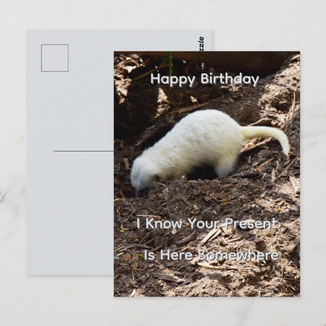 Helles Weißes Erdmännchen Gräbt, Geburtstagspostka Postkarte (Vorne/Hinten)