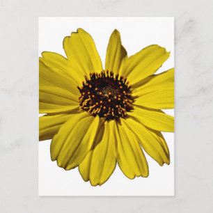 Hellgelbe Blume, Daisy Postkarte