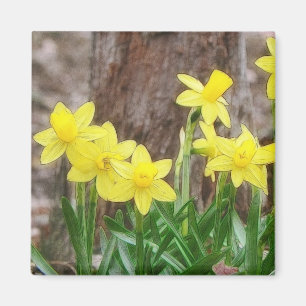 Hellgelbe Daffodien Magnet