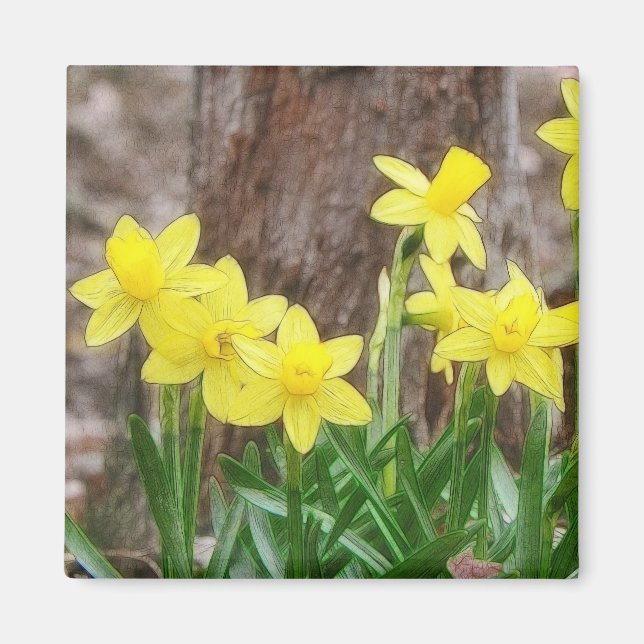 Hellgelbe Daffodien Magnet (Vorne)
