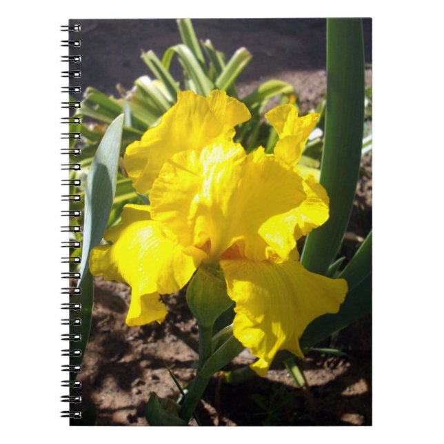 Hellgelbe Iris-Blume, Notebook Notizblock (Vorderseite)