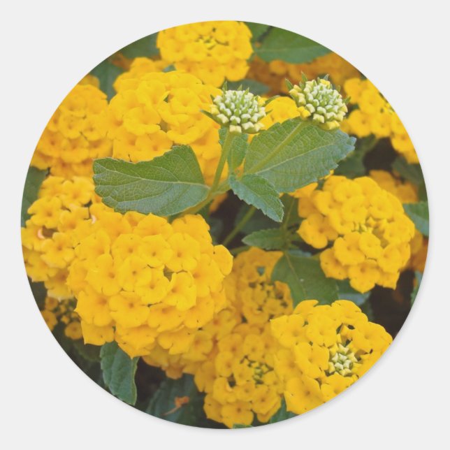 Hellgelbe Lantana-Blume blüht fröhlich Runder Aufkleber (Vorderseite)