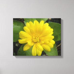 Hellgelbe Marigold Canvas Print Leinwanddruck