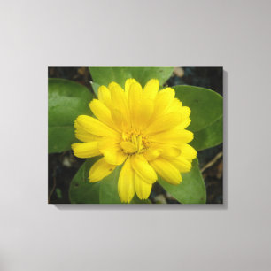 Hellgelbe Marigold Canvas Print Leinwanddruck