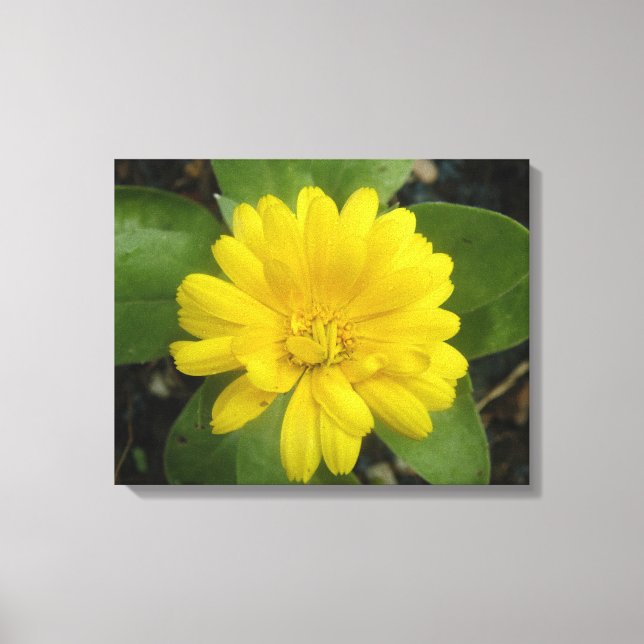 Hellgelbe Marigold Canvas Print Leinwanddruck (Vorderseite)