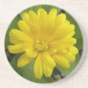 Hellgelbe Marigold-Untersetzer Sandstein Untersetzer