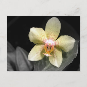 Hellgelbe Orchidee Postkarte