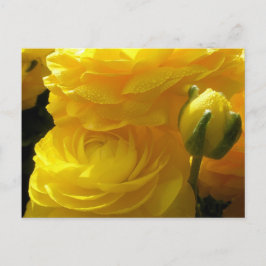 Hellgelbe Ranunculus-Blume Postkarten