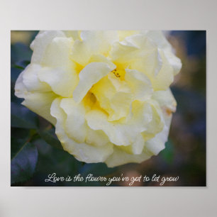 Hellgelbe Rose Poster