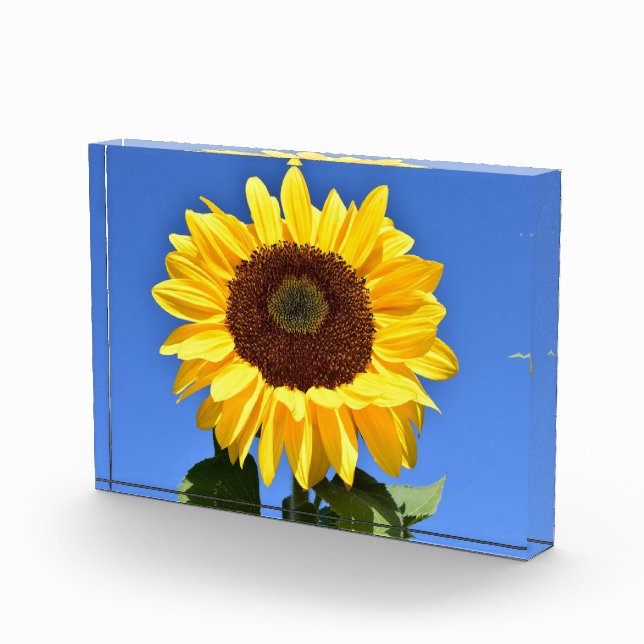 Hellgelbe Sonnenblume Fotoblock (Rechts)