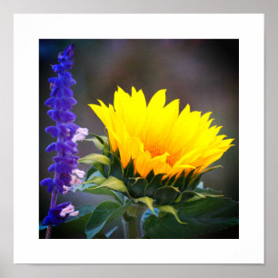 Hellgelbe Sonnenblume Lila Russisches Foto Poster