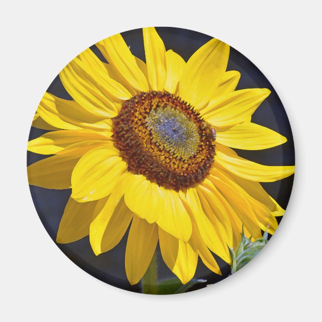 Hellgelbe Sonnenblume Magnet (Vorne)