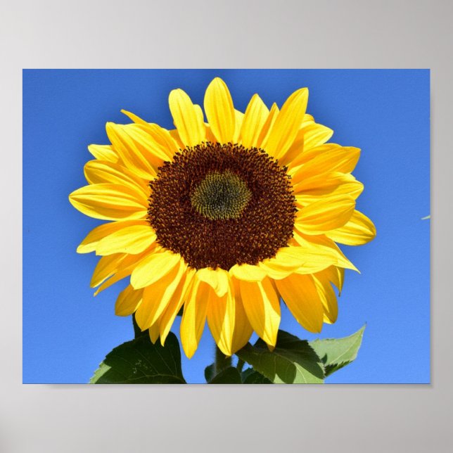 Hellgelbe Sonnenblume Poster (Vorne)