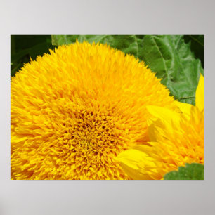 Hellgelbe Sonnenblumen drucken Summer Garden Poster
