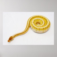 Hellgelber Ball Python