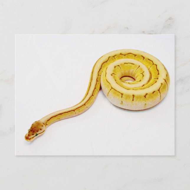 Hellgelber Ball Python Postkarte (Vorderseite)