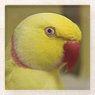 Hellgelber Lutino Indischer Ringackparrot Glasuntersetzer