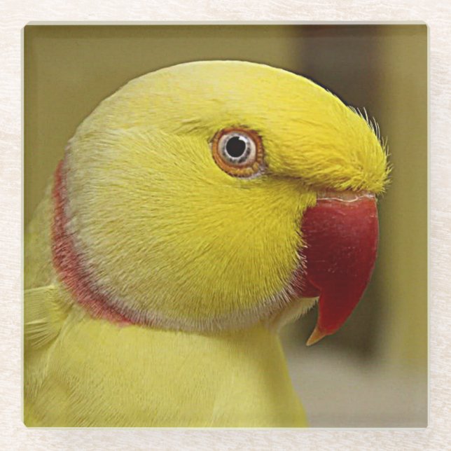 Hellgelber Lutino Indischer Ringackparrot Glasuntersetzer (Vorderseite)