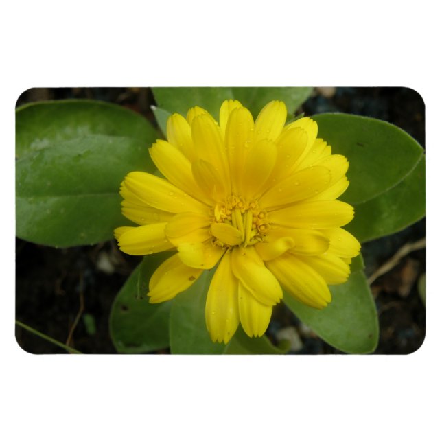 Hellgelbes Marigold Premium Magnet (Horizontal)
