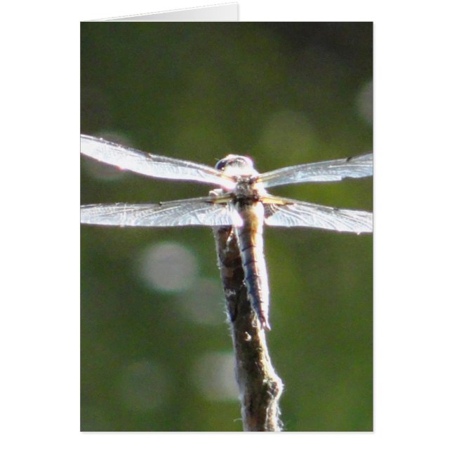 Hellgraue Libelle (Vorne)