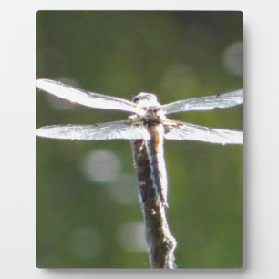 Hellgraue Libelle Fotoplatte
