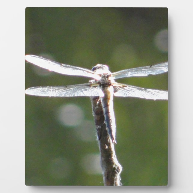 Hellgraue Libelle Fotoplatte (Vorderseite)