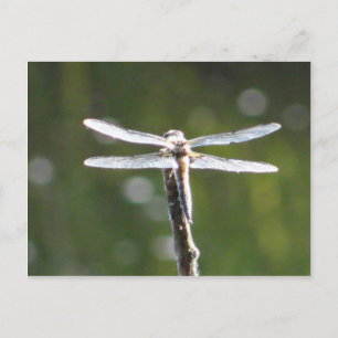 Hellgraue Libelle Postkarte